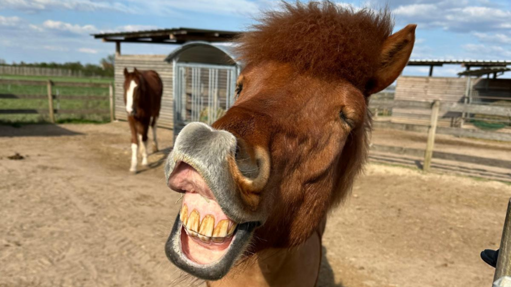 titel homepage waldeck 11