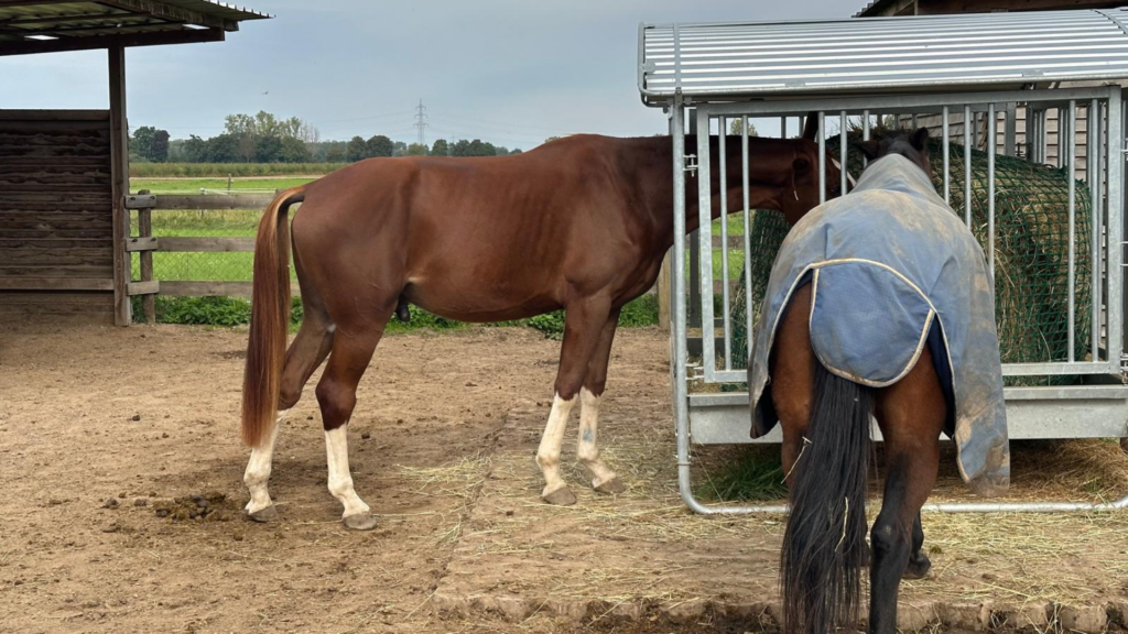 titel homepage waldeck 12